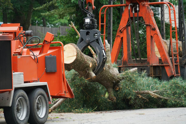 Best Seasonal Cleanup (Spring/Fall)  in Kiryas Joel, NY